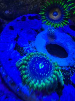 Fake Reef Aquarium Decoration