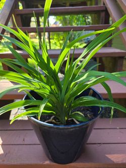 Day lilies in a nice midnight blue resin pottery