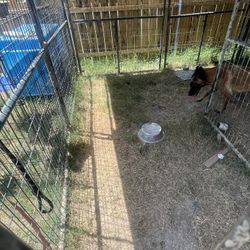 Big Dog Kennel 