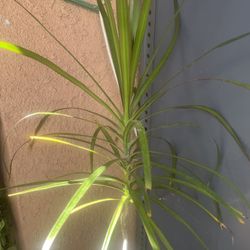 HERMOSAS PLANTAS NATURALES “DRACAENA MARGINADA PLANT 