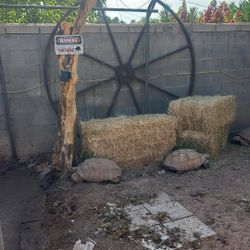 Medal Giant Wheel , Western Style, Decor 