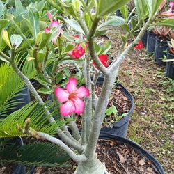 Beautiful Desert Rose 🌹 Plants $45