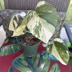 Monstera Albo Fully Rooted