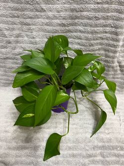 Philodendron Red Emerald
