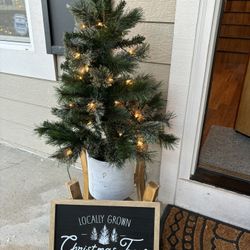 Small Christmas Trees