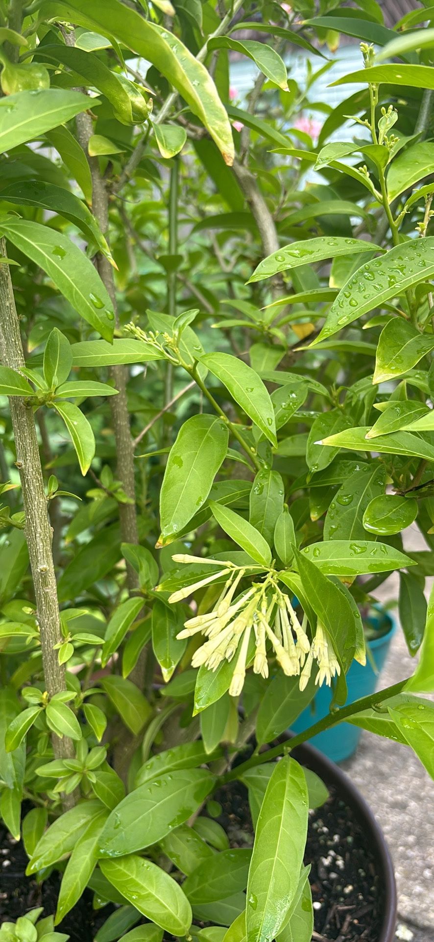 Home Garden