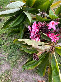 Plumeria cuttings and plants 2 to 3 feet long