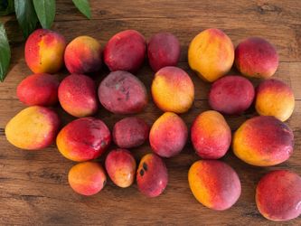Mango Puree