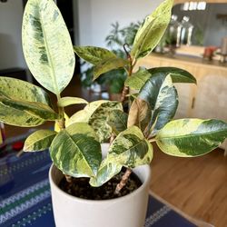 Live Ficus 'shivereana' (Moonshine) Plant