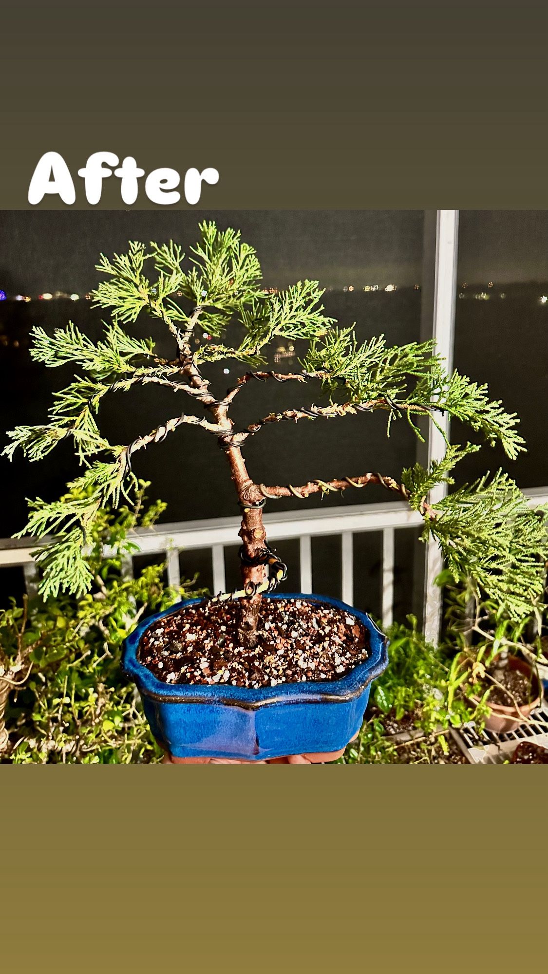 Bonsai Juniper