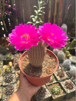 Rainbow cactus 🌵🌈