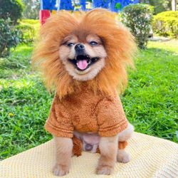 Lion costume for small dog or cat