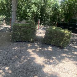 St.Augustin grass $250