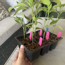 🌶️ Organic Gochujang King Korean & Kung Pao Pepper Plants - $4 Each