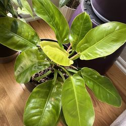 Plants