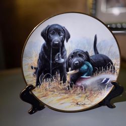 Collector Plate