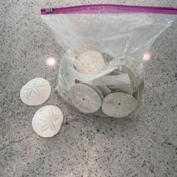 Sand Dollars