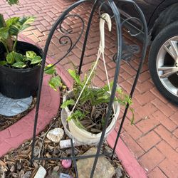 Natural Plants