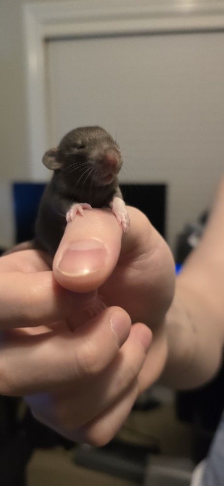 Fancy Rat "Information"
