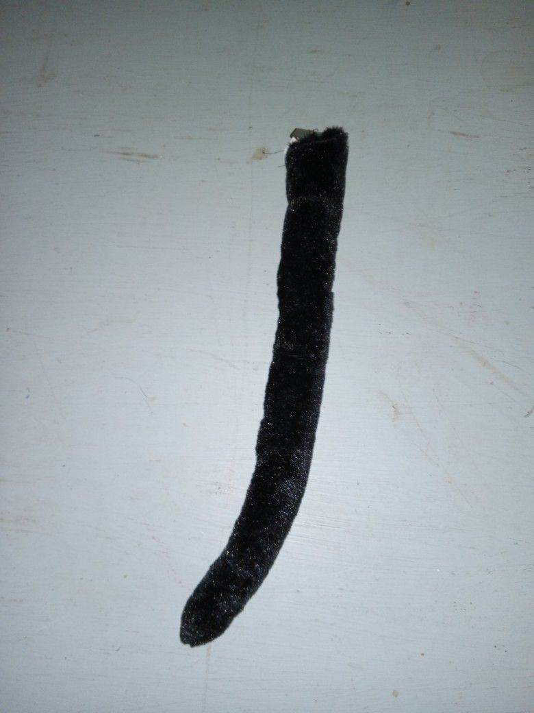 Cat Tail
