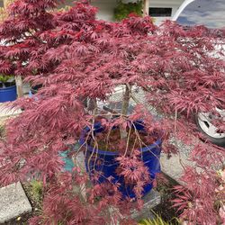 Specimen Hybrid Japanese Maples And Umbrella Plant 