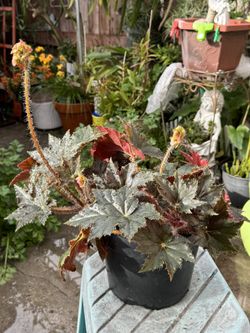 Begonia Plant, Blooming.