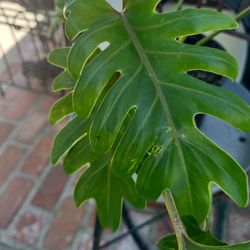 Thaumatophyllum xanadu, BRAZILIAN PLANT