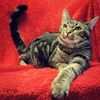 Johnnykitty