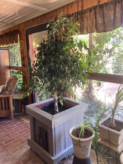 6’ ficus tree
