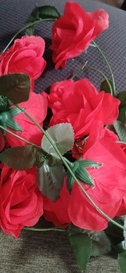 Rose vines