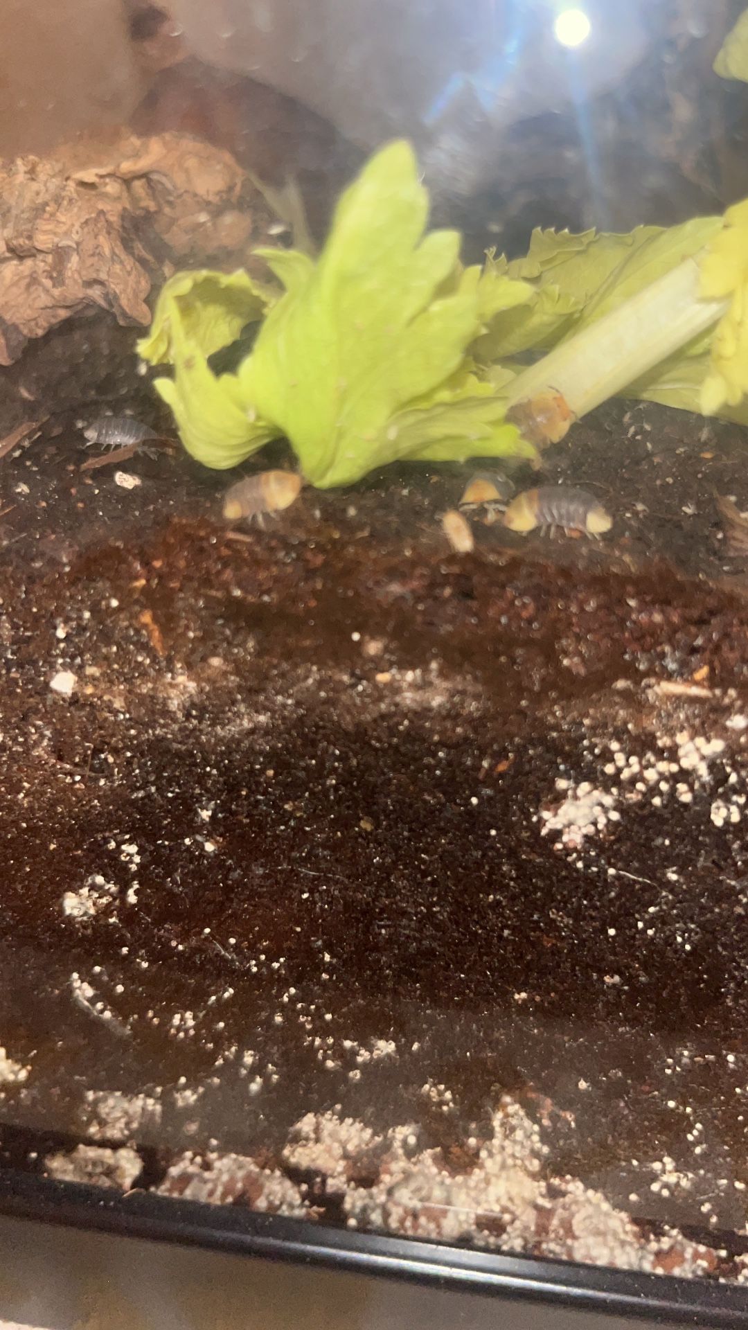 Isopods