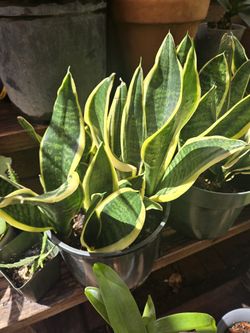 Sansevieria Plant, 2gl.pot