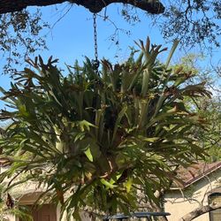Staghorn Fern