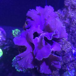 Fake Aquarium Decoration Purple with green polyp cabbage leather coral