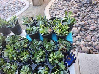 Succulents  plants 