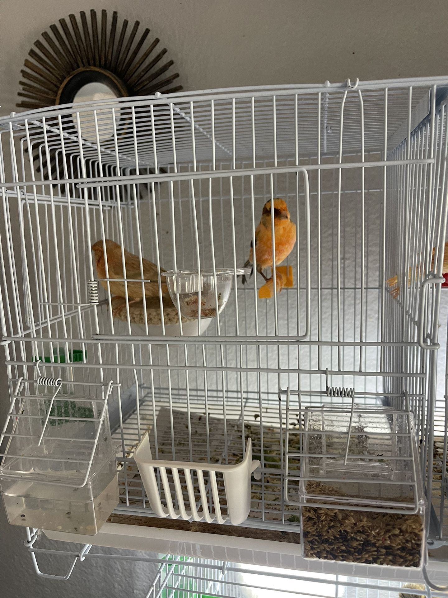 Canary Cage