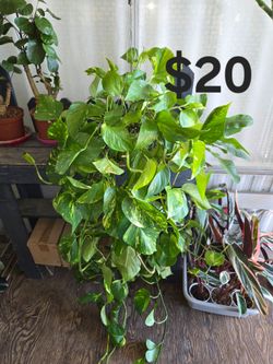 Pothos plant