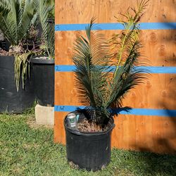 Cycas  Panzhihuaensis