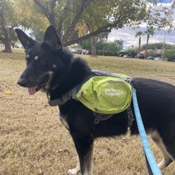 Outward Hound Dog Backpack