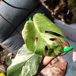 Monstera Albo Top Cutting With Root