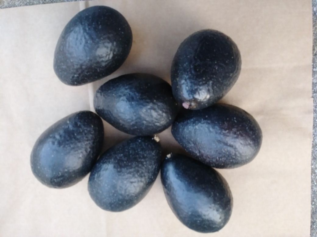 Set of 7 artificial avocados