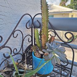 Potted Cactus And Succulent 