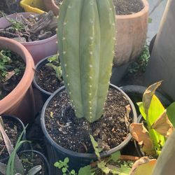 San Pedro Cactus Tick & Tall 30 Inch Aprox.