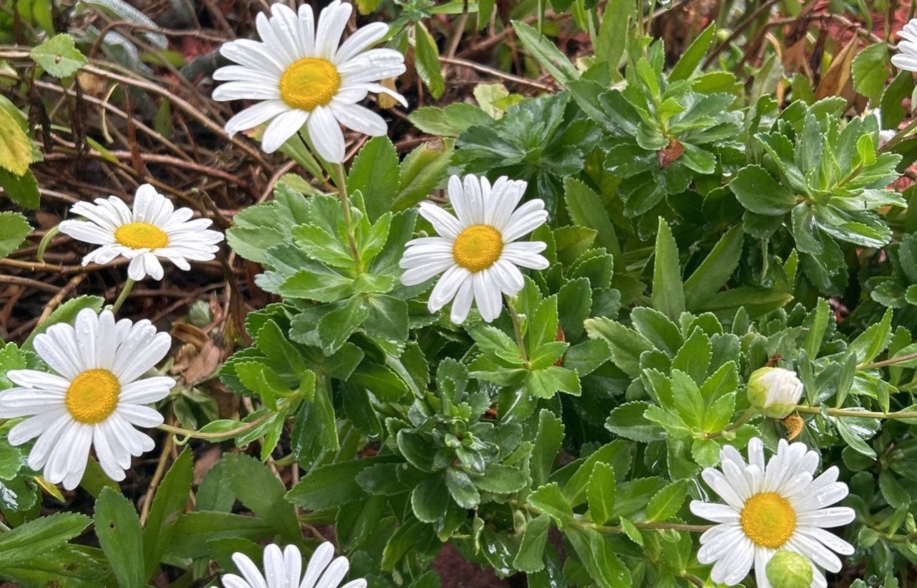Plants