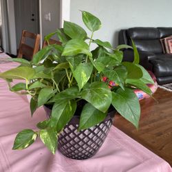 Spring Fresh Plants