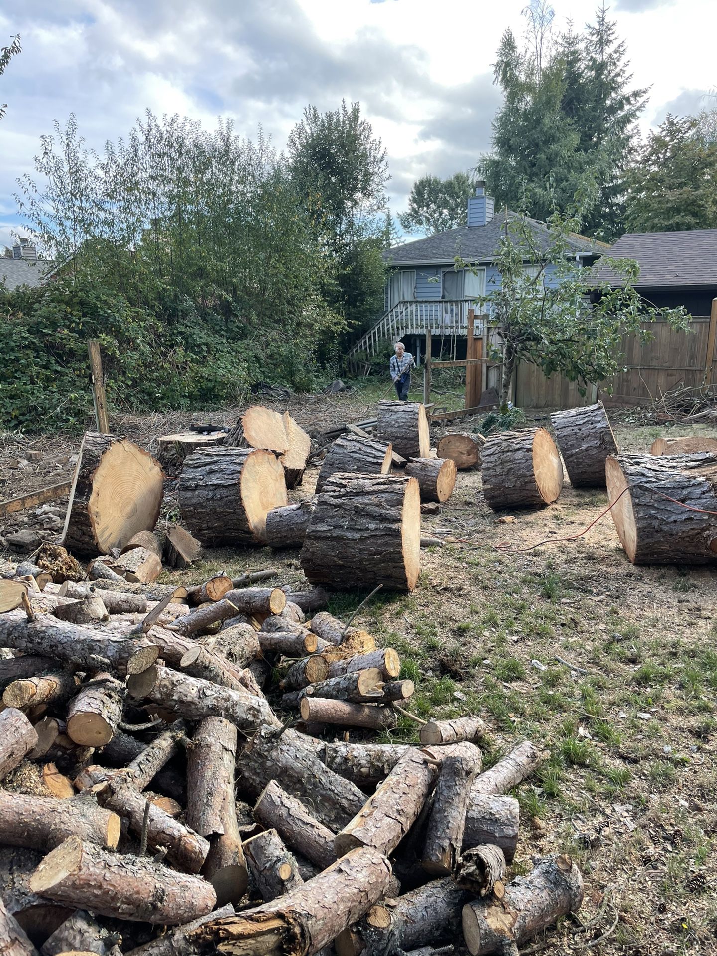 Fire Wood For Sale N Stumps 