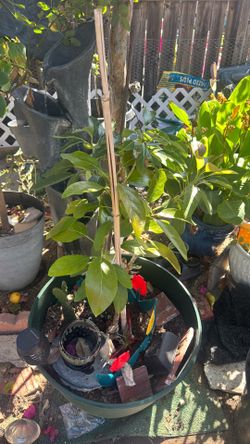 Avacado tree