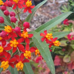 Tropical milkweed $15