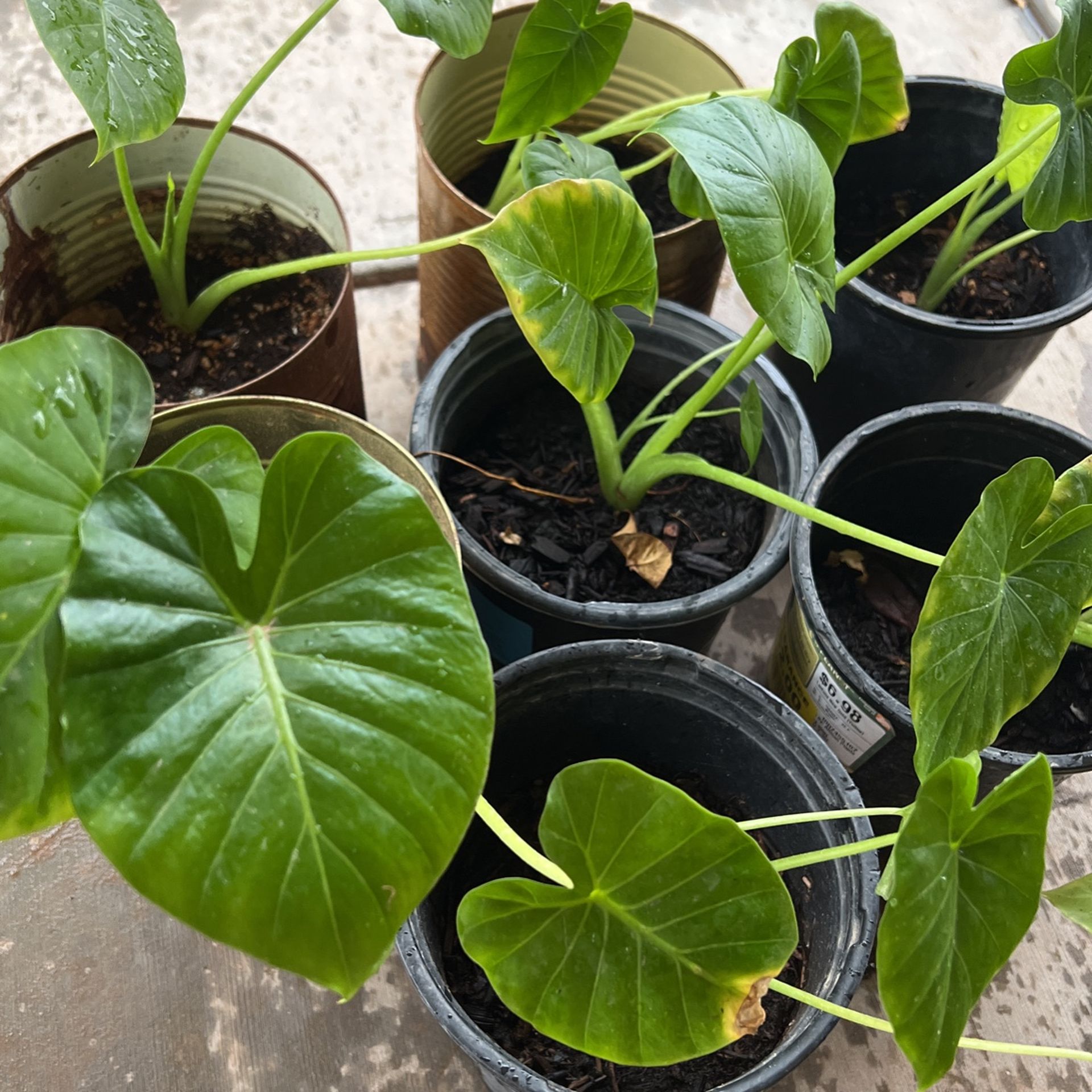 Elaphant Ear Plants