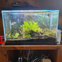 20 Gallon Breader Fish Aquarium Tank/With Live Plants